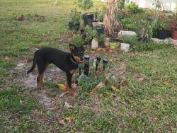 Found/Stray Male Dog last seen Washington St & 17th Ave, Hollywood, FL 33020
