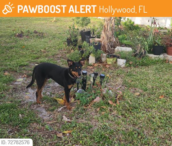 Found/Stray Male Dog last seen Washington St & 17th Ave, Hollywood, FL 33020