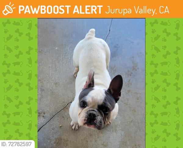Found/Stray Female Dog last seen Eat between Downey and hmstd in Jurupa Valley, Jurupa Valley, CA 92509