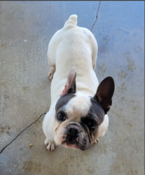 Found/Stray Female Dog last seen Eat between Downey and hmstd in Jurupa Valley, Jurupa Valley, CA 92509