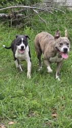 Found/Stray Female Dog last seen Longstraw dr and button buttonwood dr fort worth tx, Fort Worth, TX 76137