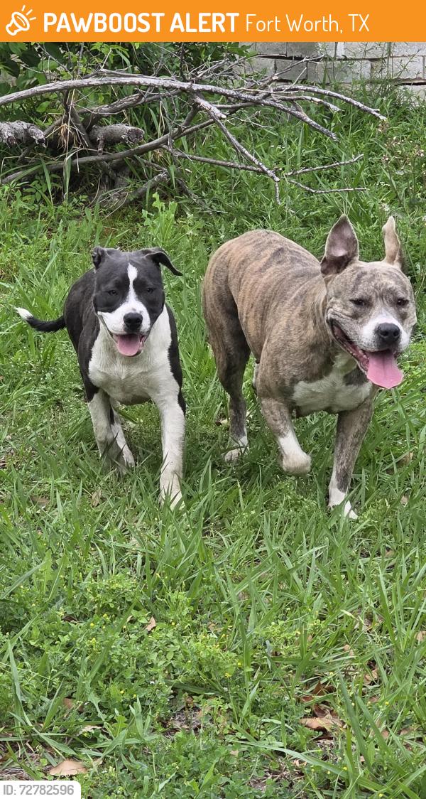 Found/Stray Female Dog last seen Longstraw dr and button buttonwood dr fort worth tx, Fort Worth, TX 76137