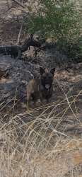 Found/Stray Male Dog last seen Rio Grande Nature Center, Los Ranchos de Albuquerque, NM 87107