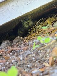 Found/Stray Unknown Cat last seen Under a shed, Wilmington, NC 28409
