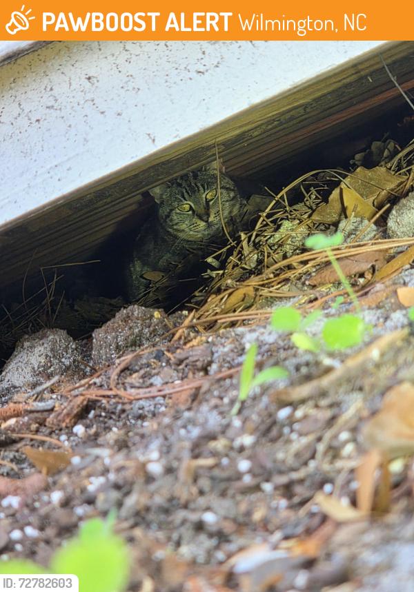 Found/Stray Unknown Cat last seen Under a shed, Wilmington, NC 28409