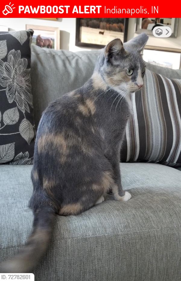Lost Female Cat last seen Fox Road and Oaklandon and Fox Road, , Indianapolis, IN 46268