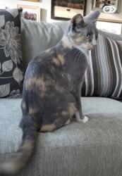 Lost Female Cat last seen Fox Road and Oaklandon and Fox Road, , Indianapolis, IN 46268