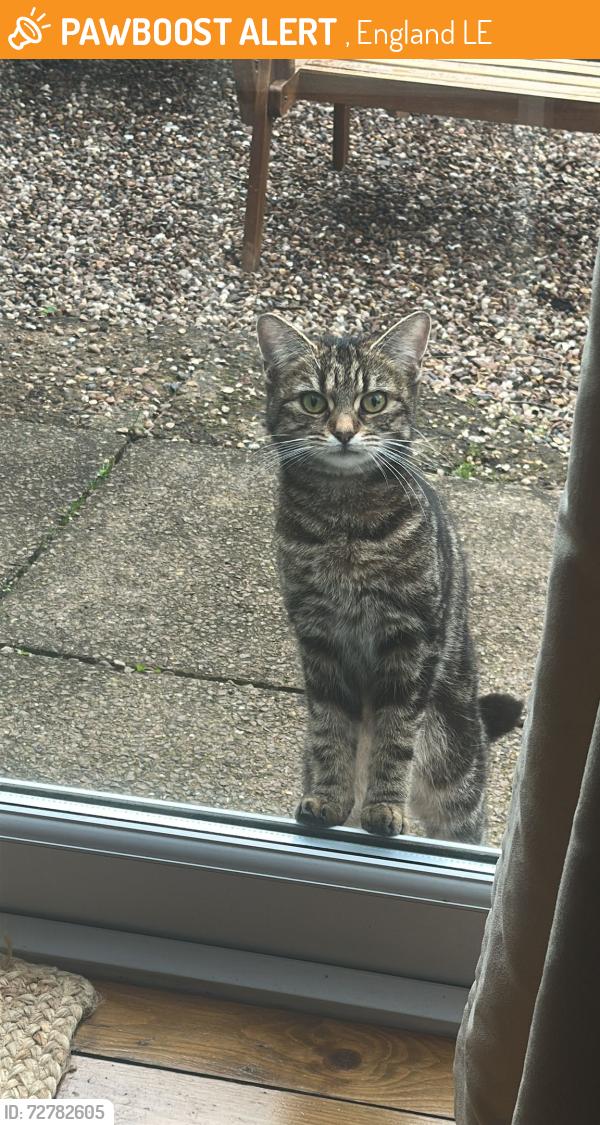 Found/Stray Unknown Cat last seen le3, , England LE3