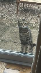 Found/Stray Unknown Cat last seen le3, , England LE3