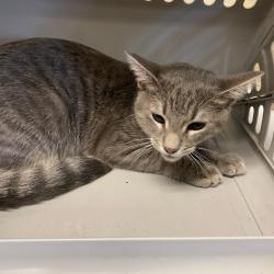 Shelter Stray Male Cat last seen , Memphis, TN 38133