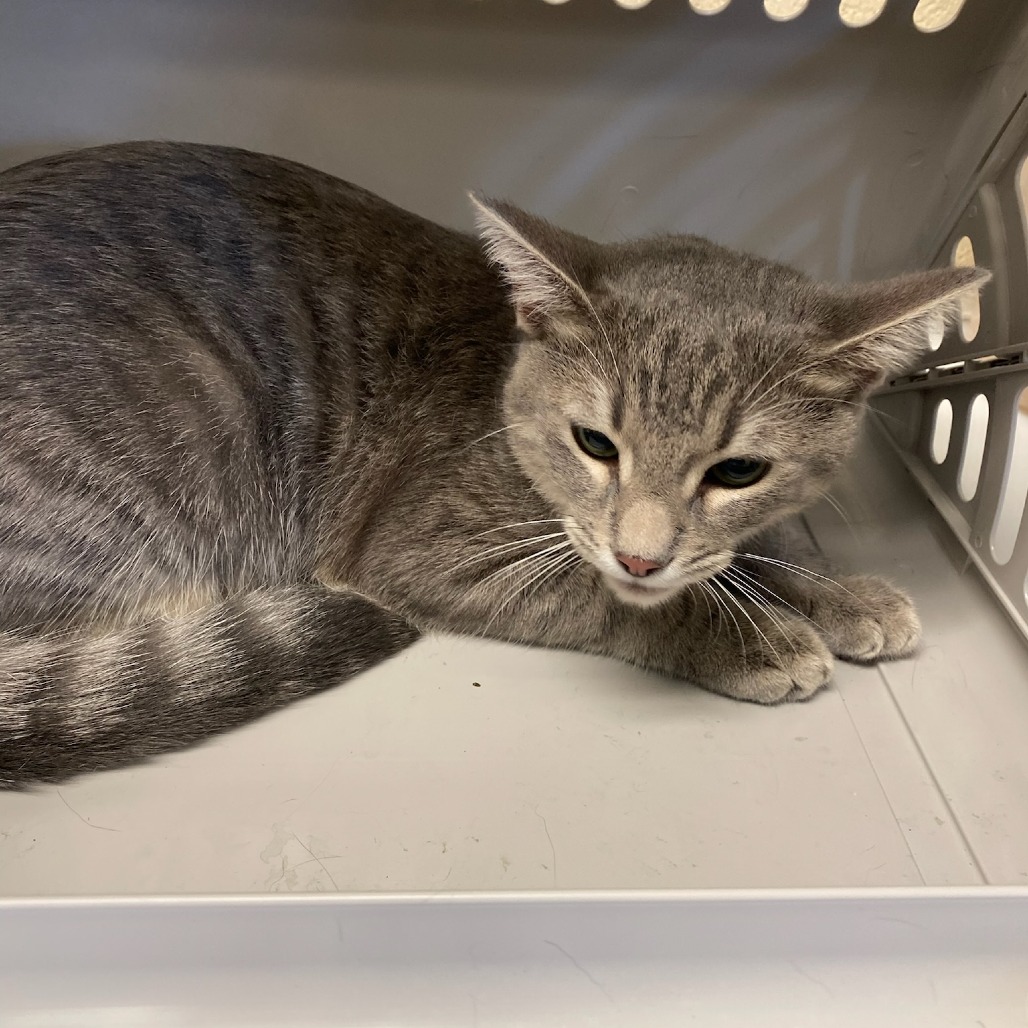 Shelter Stray Male Cat last seen , Memphis, TN 38133
