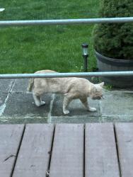 Found/Stray Male Cat last seen Old Farm Neighborhood Kentwood , Kentwood, MI 49508