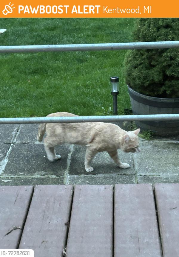 Found/Stray Male Cat last seen Old Farm Neighborhood Kentwood , Kentwood, MI 49508