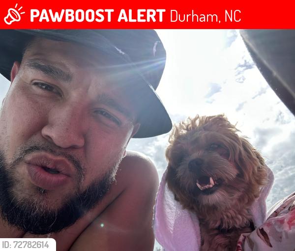 Lost Male Dog last seen Newby and Horton, Durham, NC 27704