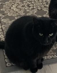 Lost Male Cat last seen Donax and Second Street, Imperial Beach, CA 91932