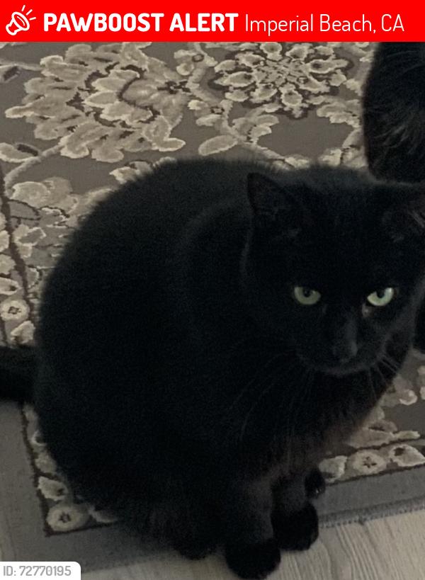 Lost Male Cat last seen Donax and Second Street, Imperial Beach, CA 91932