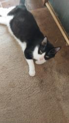 Lost Male Cat last seen Frankford rd, Dallas, TX 75252