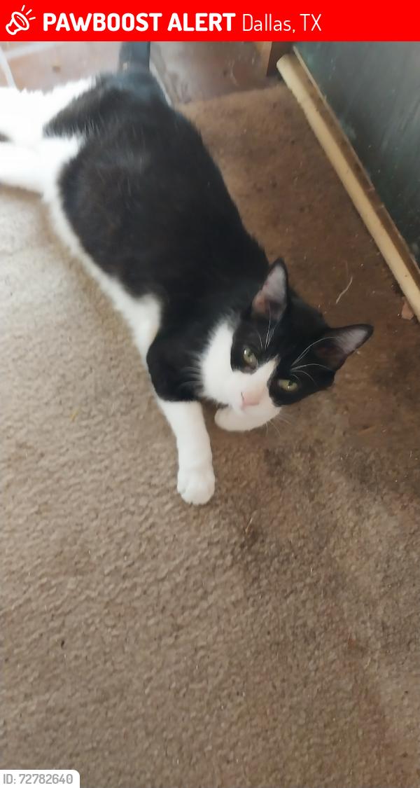Lost Male Cat last seen Frankford rd, Dallas, TX 75252