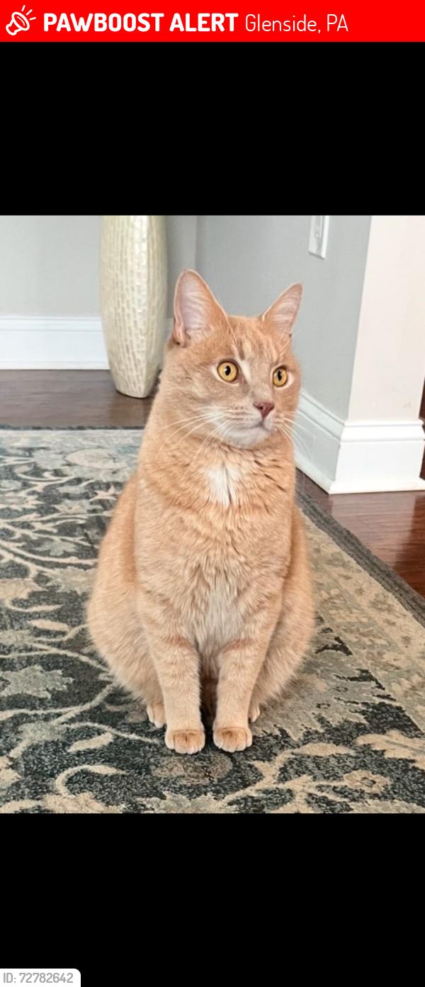 Lost Male Cat last seen Jenkintown rd, Glenside, PA 19038