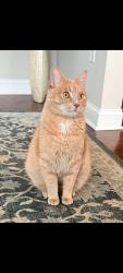 Lost Male Cat last seen Jenkintown rd, Glenside, PA 19038