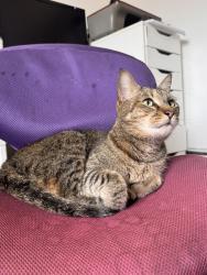 Found/Stray Unknown Cat last seen Harmony Ln & Trask Ave, Westminster, CA 92683