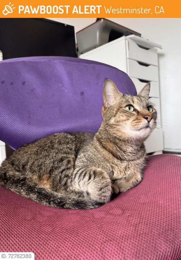 Found/Stray Unknown Cat last seen Harmony Ln & Trask Ave, Westminster, CA 92683
