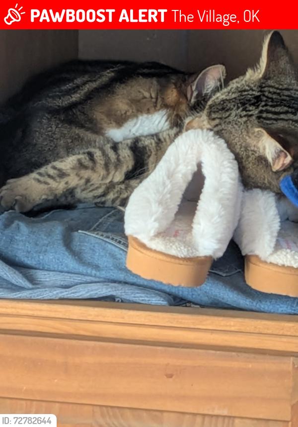 Lost Male Cat last seen Brighton Ave/Strafford Ave, The Village, OK 73120