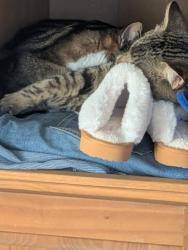 Lost Male Cat last seen Brighton Ave/Strafford Ave, The Village, OK 73120