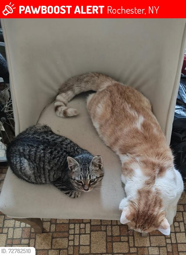 Lost Female Cat last seen Lyell Ave and Werner, Rochester, NY 14606