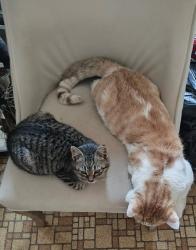 Lost Female Cat last seen Lyell Ave and Werner, Rochester, NY 14606