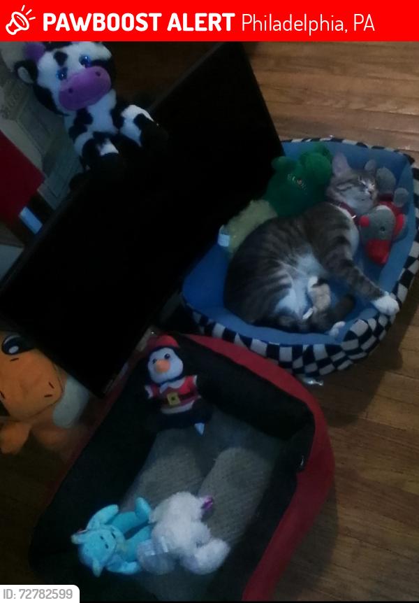 Lost Male Cat last seen 10th Warnock street 9th rockland, Philadelphia, PA 19141