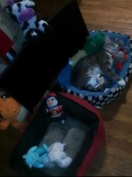 Lost Male Cat last seen 10th Warnock street 9th rockland, Philadelphia, PA 19141