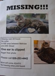 Lost Male Cat last seen London and 29th, Roanoke, VA 24017