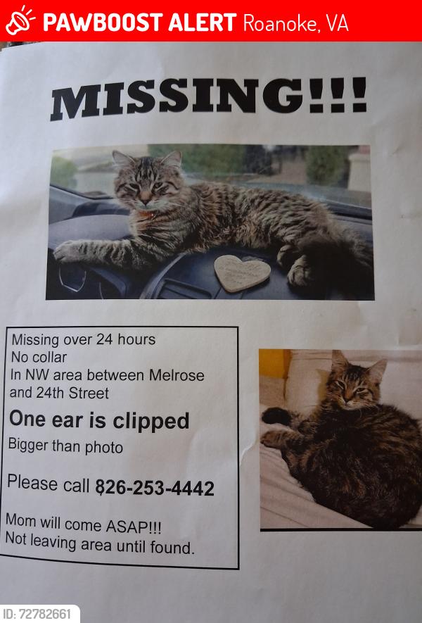 Lost Male Cat last seen London and 29th, Roanoke, VA 24017