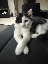 Lost Unknown Cat last seen Stockdale Street, near the coles, Pacific Pines, QLD 4211