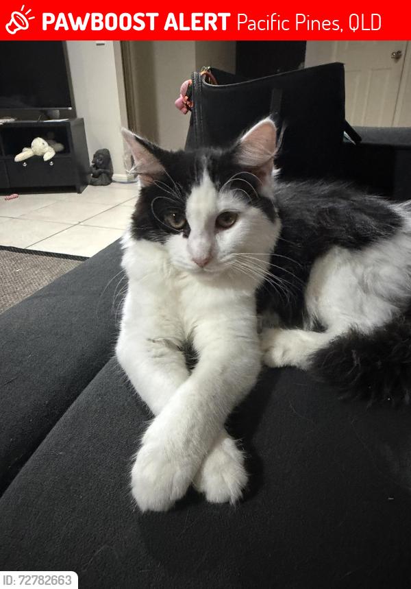 Lost Unknown Cat last seen Stockdale Street, near the coles, Pacific Pines, QLD 4211