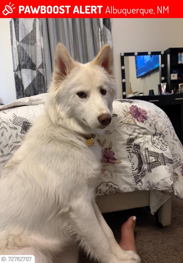 Lost Female Dog last seen Wets mesa high school, Albuquerque, NM 87121