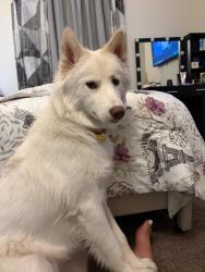Lost Female Dog last seen Wets mesa high school, Albuquerque, NM 87121