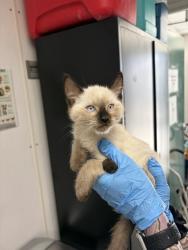 Shelter Stray Male Cat last seen SEPULVEDA AND HIGHLAND, San Bernardino, CA 92401