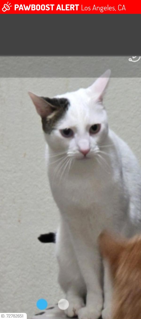 Lost Male Cat last seen Sunland, Los Angeles, CA 91040