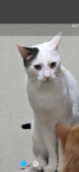 Lost Male Cat last seen Sunland, Los Angeles, CA 91040