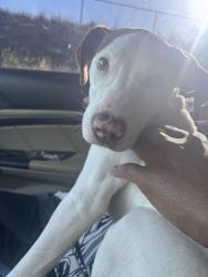 Found/Stray Female Dog last seen Berea middle school rd , Greenville County, SC 29617