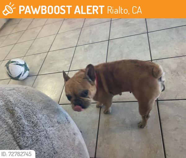 Found/Stray Female Dog last seen Willow foothill , Rialto, CA 92376