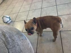Found/Stray Female Dog last seen Willow foothill , Rialto, CA 92376