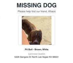 Lost Male Dog last seen Near Sangara drive , North Las Vegas, NV 89031