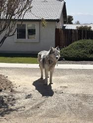 Found/Stray Unknown Dog last seen tokata rd. & valley crest terrace, San Bernardino County, CA 92307