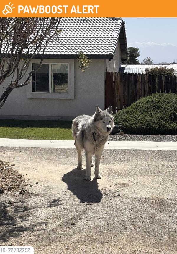 Found/Stray Unknown Dog last seen tokata rd. & valley crest terrace, San Bernardino County, CA 92307