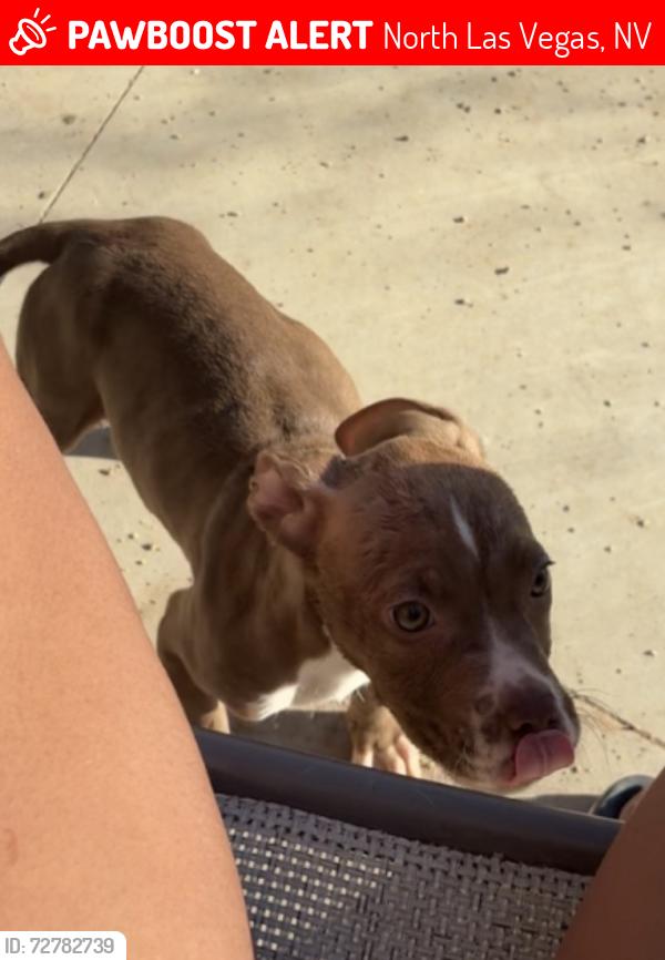 Lost Male Dog last seen N Commerce st, and W Washburn rd, North Las Vegas, NV 89031