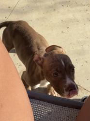 Lost Male Dog last seen N Commerce st, and W Washburn rd, North Las Vegas, NV 89031