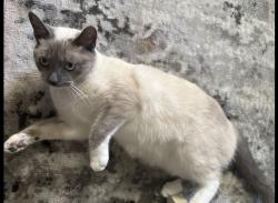 Lost Female Cat last seen Cone , South Courtenay , Merritt Island, FL 32952